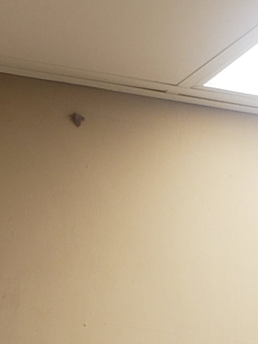 Thebard6_'s tweet photo. Hey look a moth! Too bad I dont have my bug net, know what I'm saying 'fam #AnimalCrossingNewHorizons #bugfam https://t.co/uwbhntAyEj