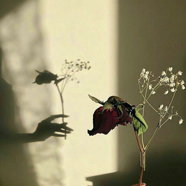 بين رغبة الكلام وكبرياء الكرامة يموت الكلام بداخلنا دون حول ولاقوة✍🏼