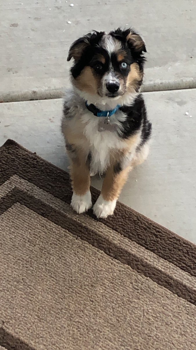 BlassRyan's tweet photo. @aussiesdointhgs My boys 😇 best thing to happen to me! @MadyyyyB https://t.co/PoKiswEfjX