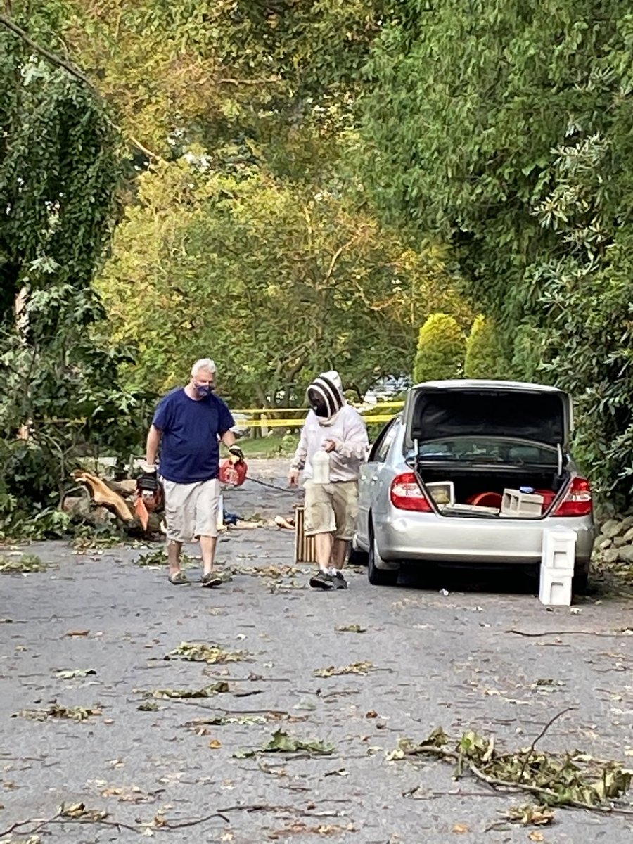Thank you ⁦<a href="/astorapiaries/">Astor Apiaries, Inc</a>⁩ for removing/saving the 20k bees in one of our fallen trees. Now ⁦<a href="/ConEdison/">Con Edison</a>: plz⁩ get our lights back on- or tell us when we can expect them to go back on! ⁦<a href="/NewRochelleNY/">New Rochelle, NY</a>⁩ ⁦<a href="/WCBSTV/">WCBS Assignment Desk</a>⁩ ⁦⁦⁦<a href="/ABC7NY/">Eyewitness News</a>⁩ ⁦<a href="/wnbcdesk/">WNBC Assignment Desk</a>⁩