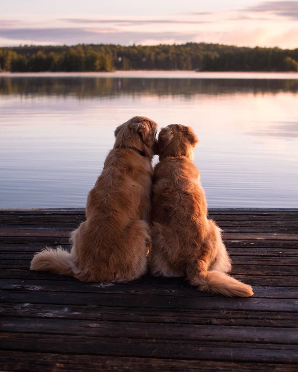 GoldretrieverUS's tweet photo. Good Evening from the Golden Retriever Channel. This pair watches the sunset.  Golden romance.  Bedtime to come
Snoozles💤😴😴💤

(Lizzie.Bear IG)
#dogcelebration 
#dogsoftwitter https://t.co/ZdMC7ieE8M