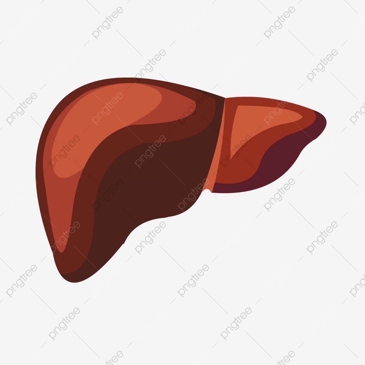 donna meagle: liver