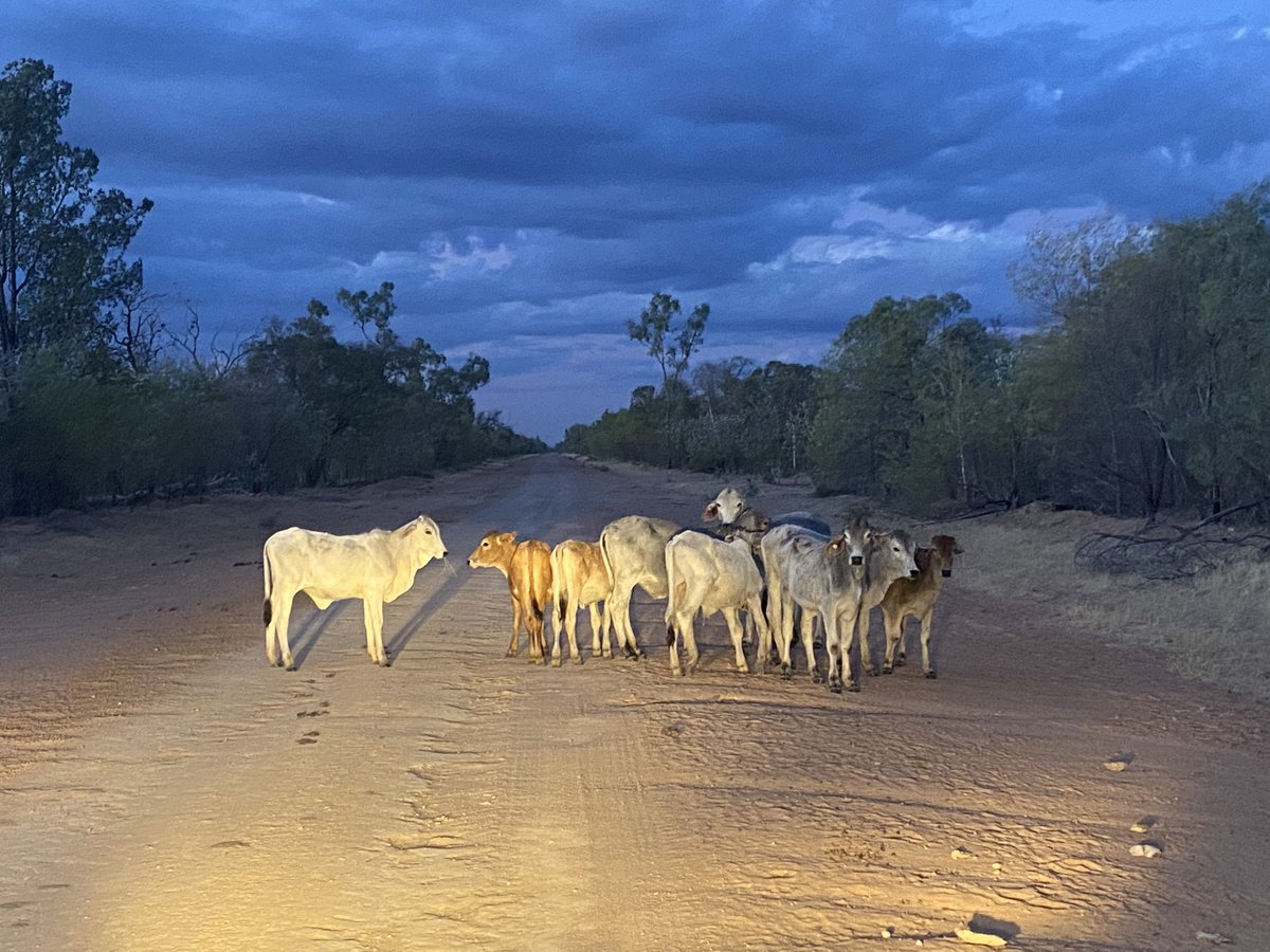 Sometimes doing your job is just rewarding. If you are a Queenslander who hasn’t visited the NQ outback book a trip. Whilst nothing special about a few weaners on a road it is a special place and no mobile service is good for the soul.
