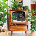 古いテレビを改造した結果…ネコ用ベッドにぴったりだった!