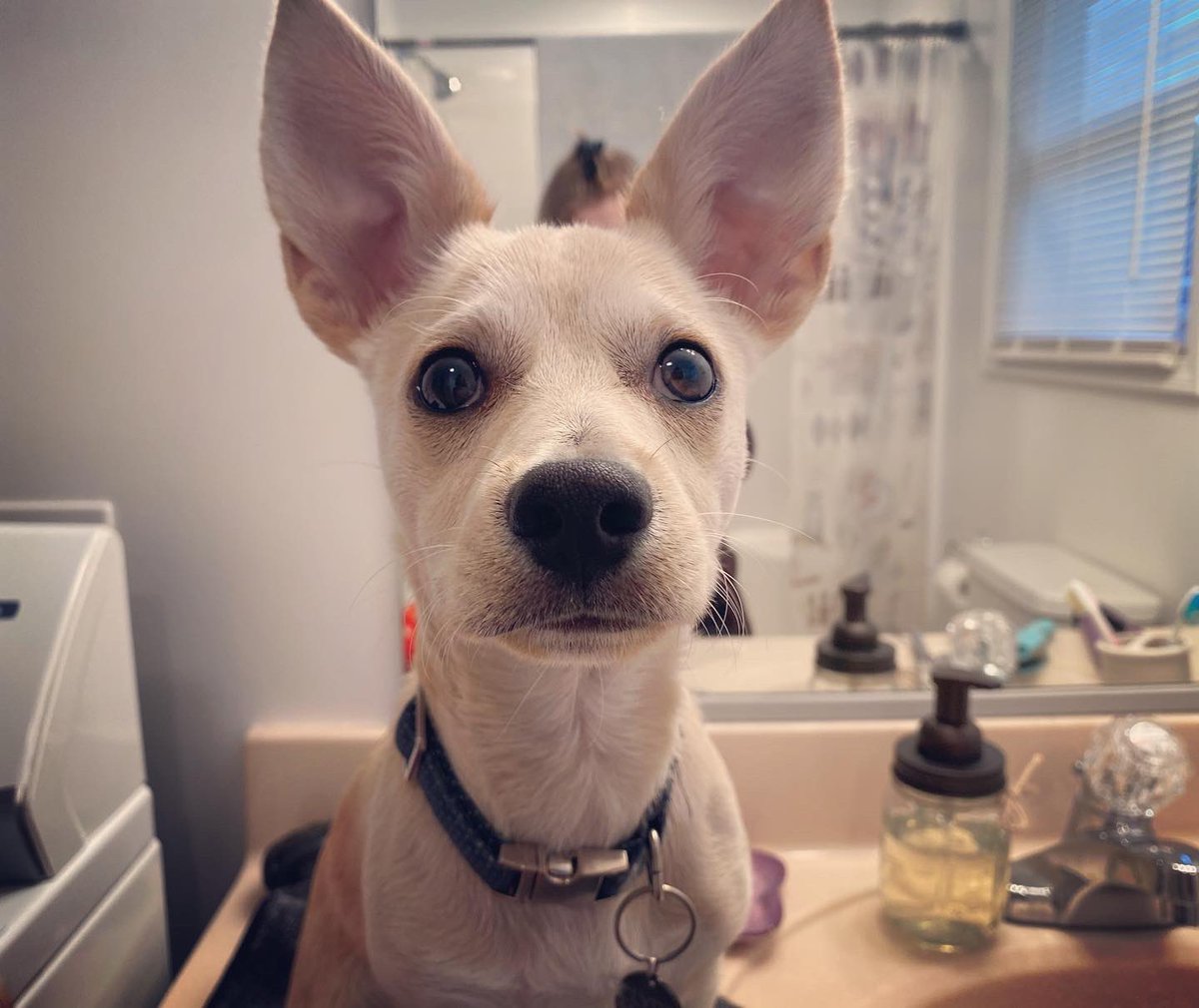 MissKeyFACS's tweet image. My fur kid didn’t want me to go back to work today. #backtoschool