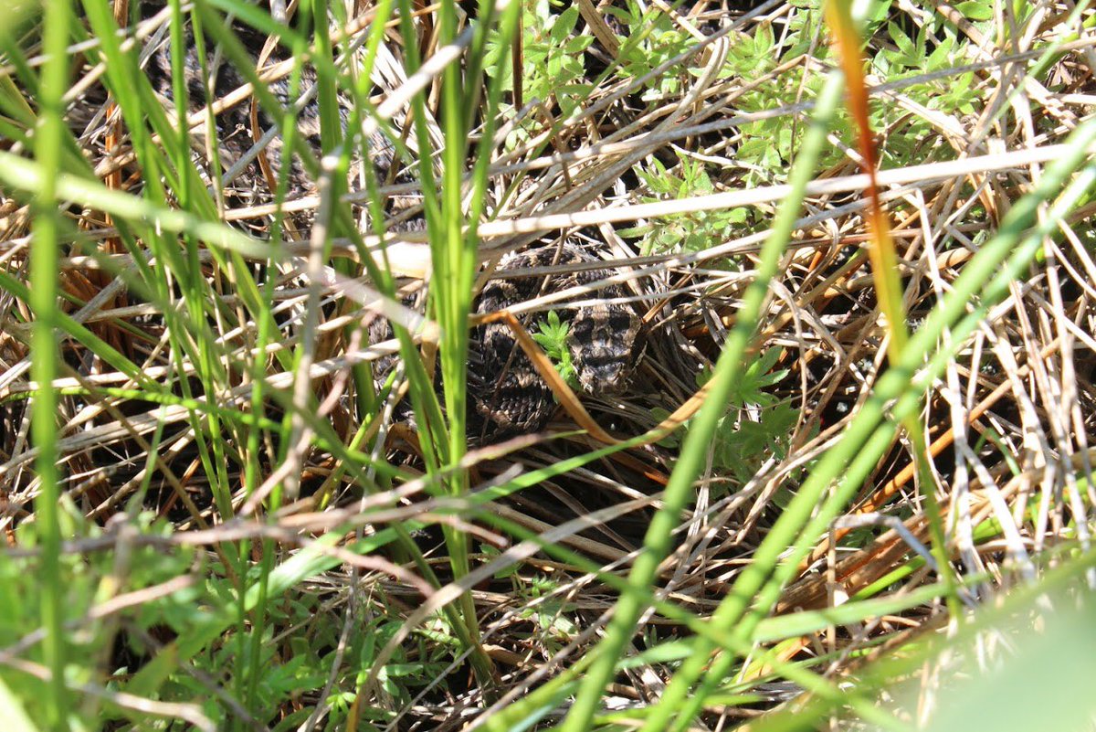 This week’s weather has been much better than the recent hot, dry streak in northern Indiana. This female massasauga was out basking this morning after cool overnight temps. 
#Massasauga #Indianaherps