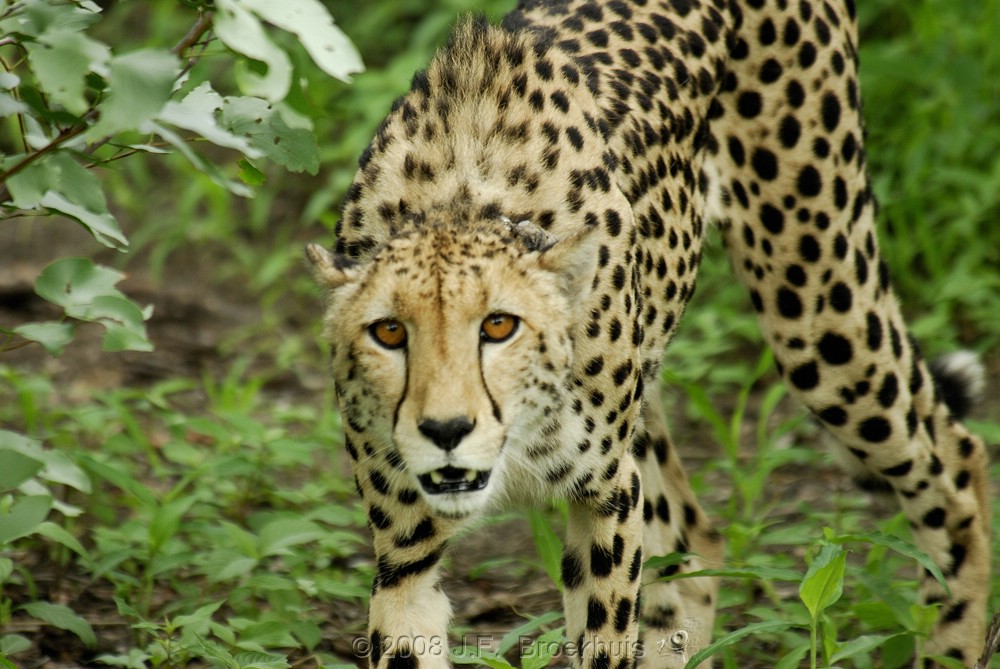 Name: JamesGender: MaleAge: AdultSpecies: African CheetahParents: Adea (Mother), Abedi (Father, Left Shortly After James Was Born)Siblings: None, An Only Child.Mate: NoneCubs: None