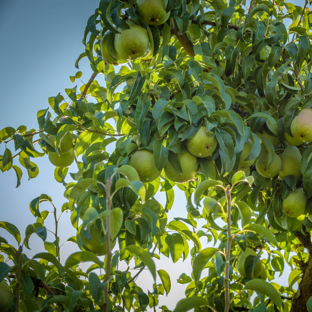 Pear season is coming! What variety are you most excited to snack on?! #WashingtonGrown #ChelanFresh #Pears #PearHarvest