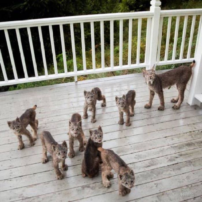 catsnkittys's tweet photo. Man Woke Up To A Strange Noise, Then He Saw This On His Porch
Tim Newton is a photographer and one night he woke up to strange noises at his door. He was worried his home was being broken into, what he found took him completely by surprise.
CLICK to view > https://t.co/tGPFCLjRbU https://t.co/lZnLaAVVAi