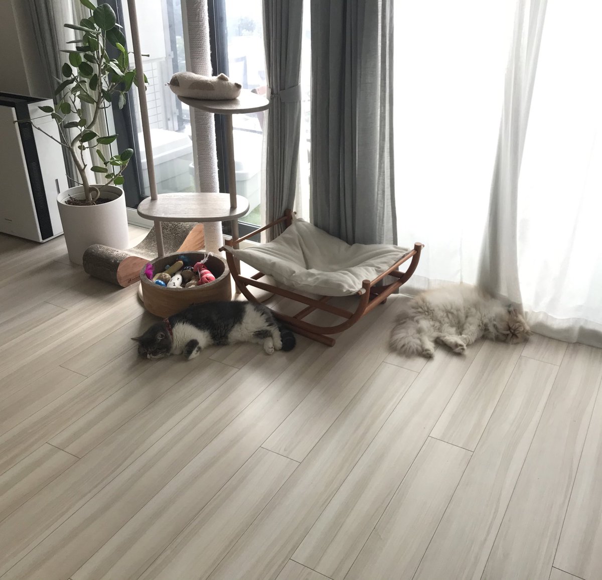 shigeyumomo's tweet photo. momotaro&shishimaruใๅทใใๅบใๅฅฝใใช็ซใ ใ๏ผ = We are cats who like the cold floor๏ผใ
#ๅทใใๅบใๅฅฝใ #็ซ #ใญใ #ใใณ #ใญใ้จ #ใจใญใพใใใฏใทใงใผใใใข #ใใซใทใฃ็ซ #coldfloor #cat #catphoto #catpic #catlife #catlove #dailycat #meow #meowstagram #exoticshorthaircat #persiancat https://t.co/oc1E28yuge