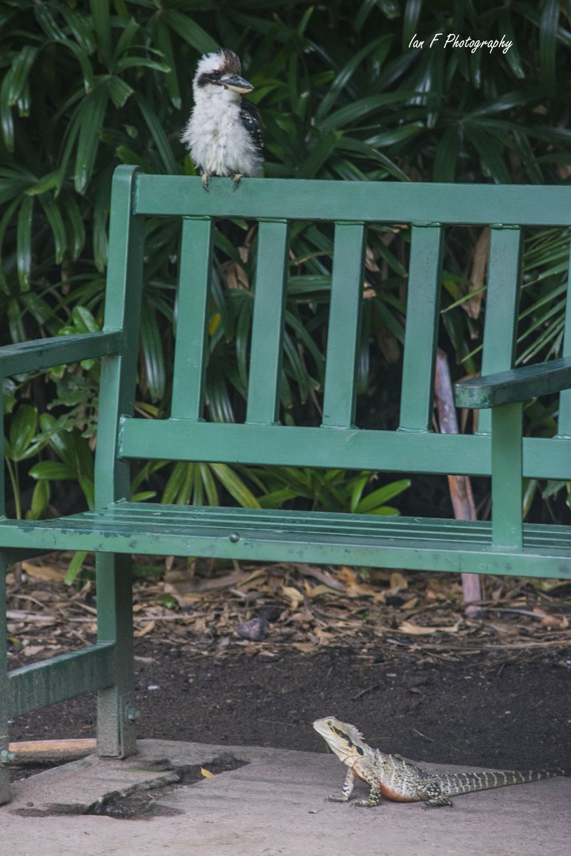 IanFPhotograph1's tweet photo. @MagdaSzubanski @MagdaSzubanski hope you like these two, a kooka and a water dragon just hanging around at the City Botanical Gardens in Brisbane. We're all thinking of you all in Melbourne at this time keep your chin up.💕 #PhotoOfTheDay https://t.co/pnpaKP1Jcs