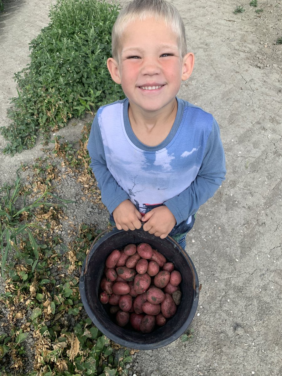 #beemsterValery groeit gestaag. Door het droge voorjaar veel minder knolletjes helaas.. maar wel superkwaliteit. Langzaam maar zeker groeien ze naar de goede maat! #beemster #visitbeemster #localfood #potato #wijzijnbeemster
 #foodie #nature #beemster #nieuweoogst #trotsopdeboer