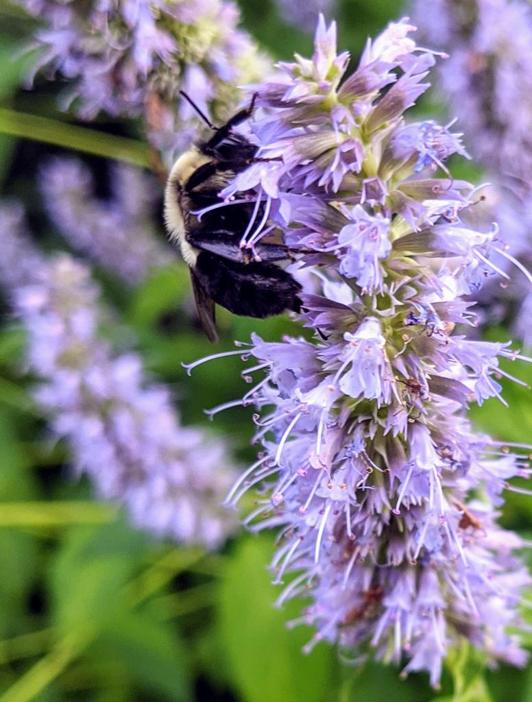 Plant of the day: anise hyssop (Agastache foeniculum). A favorite tea herb, though perhaps too licorice-y for some. Tall and fragrant, she flops over into the path like many mints do and likes a little support - like calendula, or tusli - to help hold her back