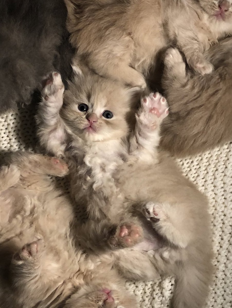 واخيراً قرر يسلم نفسه للعدالة🔪.