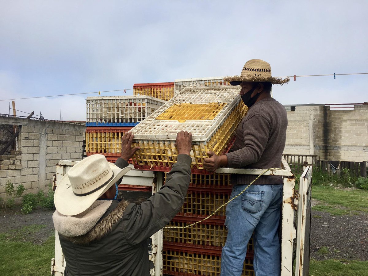 UGRCNEM's tweet photo. Durante la contingencia sanitaria impulsamos el #desarrollo comunitario de las familias de #Toluca, entregando paquetes de #gallinas. 🐔🥚🍳🐣 https://t.co/PnFji8qCuR