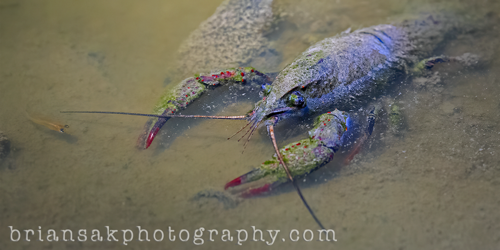 bpsak's tweet photo. Photo of the Week. Red Swamp Crawdad. And yes, the little fish escaped. See full size photo => https://t.co/9IWJ2MQEUH
#crawfish #crayfish #crawdads #mudbugs #wildlifephotography #photooftheweek #pictureoftheweek #canon #canonusa #canonphotography #teamcanon #mycanonstory https://t.co/Ny3KXlCi5G