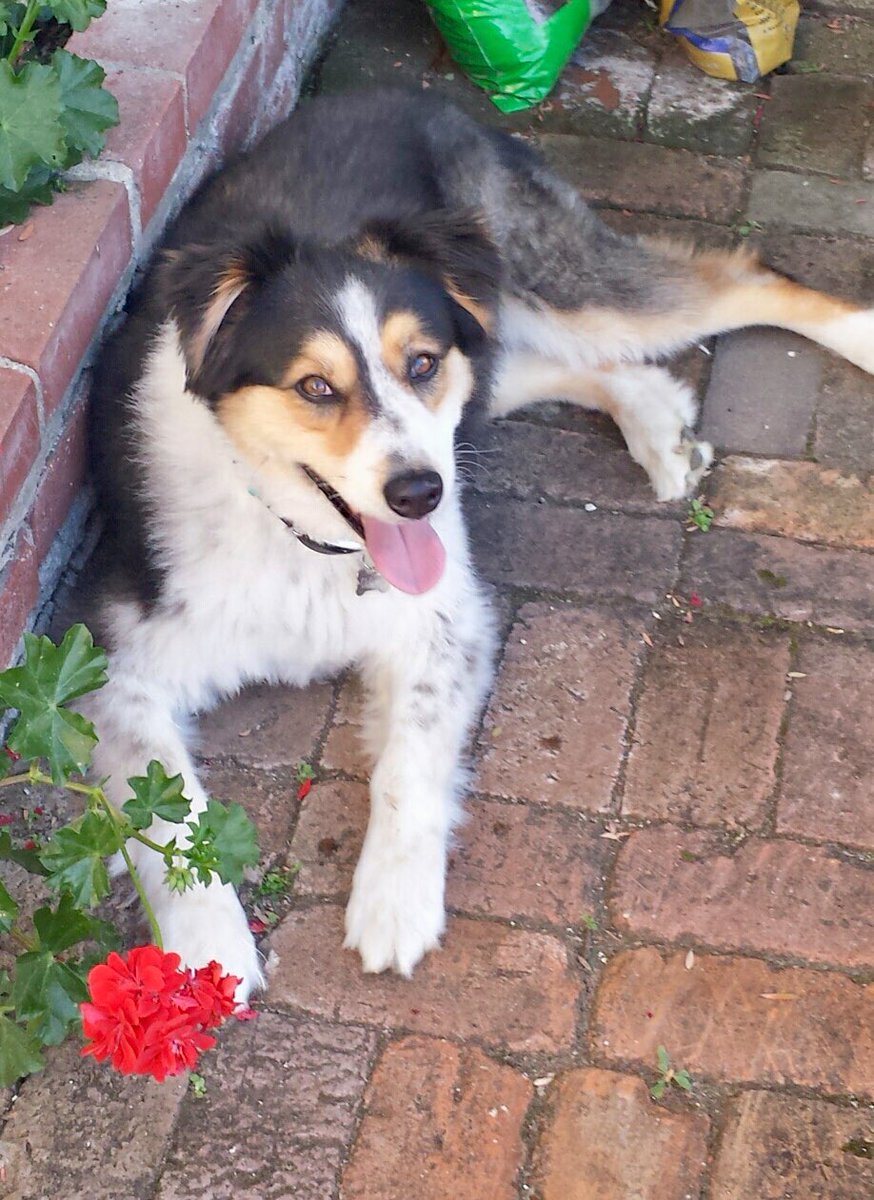 bellahill's tweet photo. @aussiesdointhgs My little baby Clover! https://t.co/4ovntxADEq