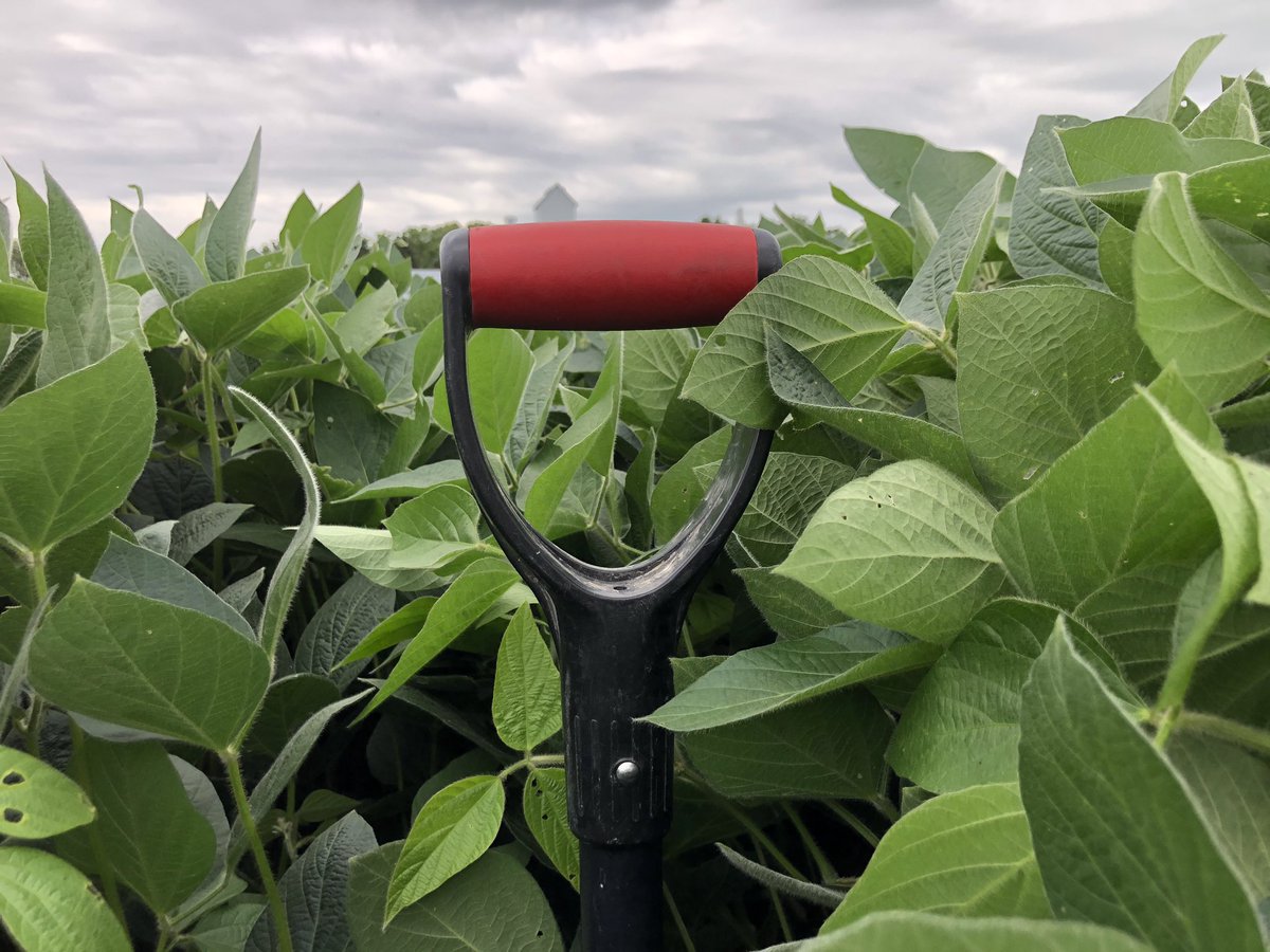 mblaine51's tweet photo. These beans have a chance to #100BPA as they are still not yet reproductive growth stage R4, Full size bean in Pod. In other words, time to flower; determine seeds; and pod fill. Quite the contrary in many fields that ran short on K and S...  @BecksAgMN #Farmamerica @Farmamerica https://t.co/wgcnG7uEb0