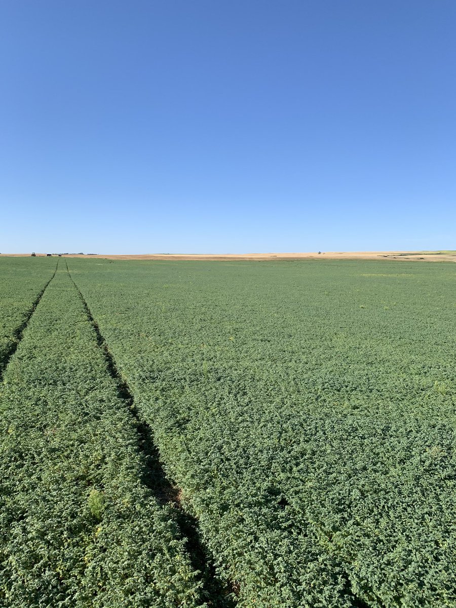 Last app on the chickpeas. Recent heat has done wonders. Hopefully finish strong.