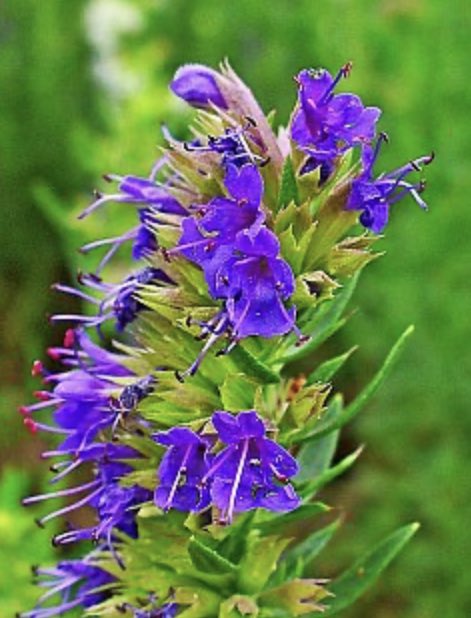 Hyssop  *cleansing+protection* Mentioned in Exodus 12:22 “Take a cluster of hyssop, dip it in blood that is in the basin, and brush the lintel and two doorposts..”As well as Psalm 51:7 “Cleanse me with hyssop, and I will be clean..”