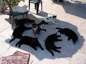 猫も今年の夏は、我慢できないらしい・日陰に避難している猫たち！！