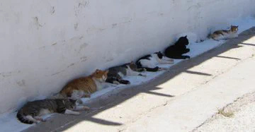 猫も今年の夏は、我慢できないらしい・日陰に避難している猫たち！！