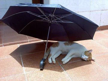 猫も今年の夏は、我慢できないらしい・日陰に避難している猫たち！！