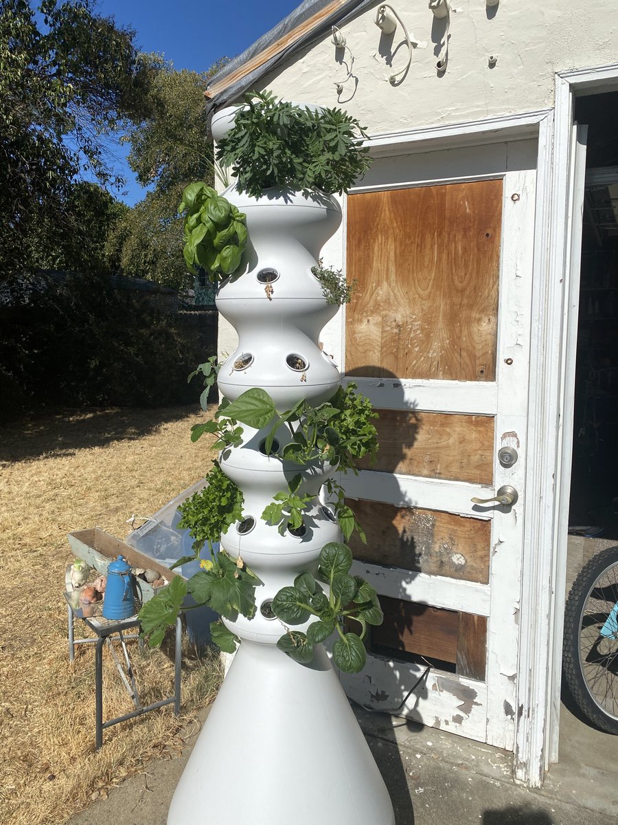 SamanthaCorbin's tweet photo. Part of my #selfcare during COVID has been working on my outdoor space. I'm particularly excited about growing my own veggies thanks to @knowitorgrowit - fun, lovely, #sustainable - and smells great! I feel so fancy! #makejoy #findjoy https://t.co/Cjpa37cCiR