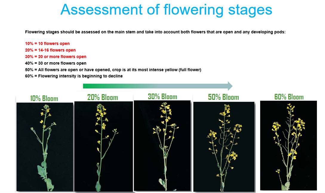 Gus MacLennan tweet media