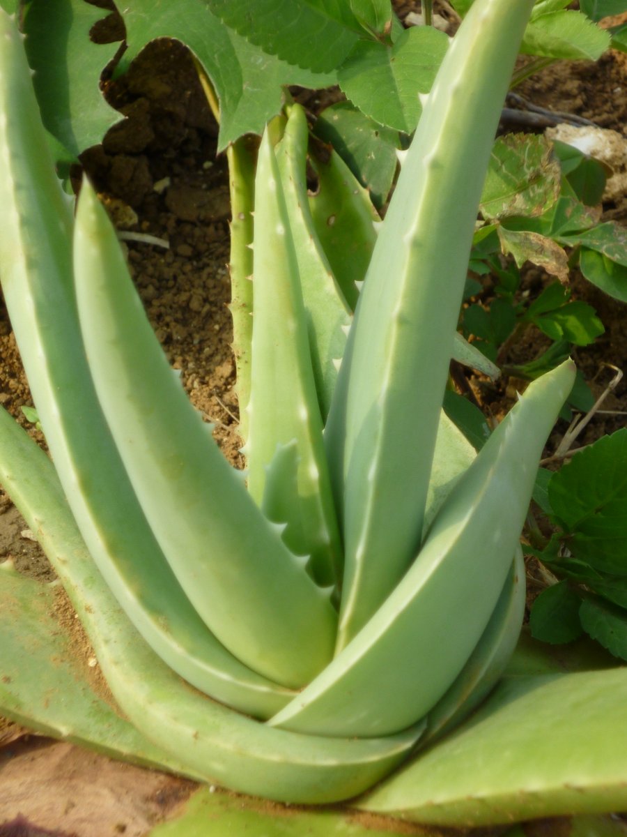 ট ইট র 宮古島産 アロエベラジュース コーラル アロエはユリ科に含まれる多肉植物の野菜で 世界には約300 500種類あるといわれています 同じユリ科の野菜として ニンニクやアスパラなどがあげられます アロエベラ 宮古島 腸内環境 腸活 美容