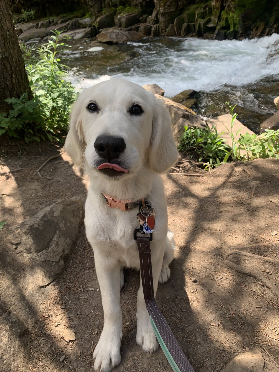 Mom doesn’t like it when I stick my tongue out at her, so I stick my tongue out 😛😋😝 #sillypuppy #tongueouteveryday #puppylove #goldenretriever