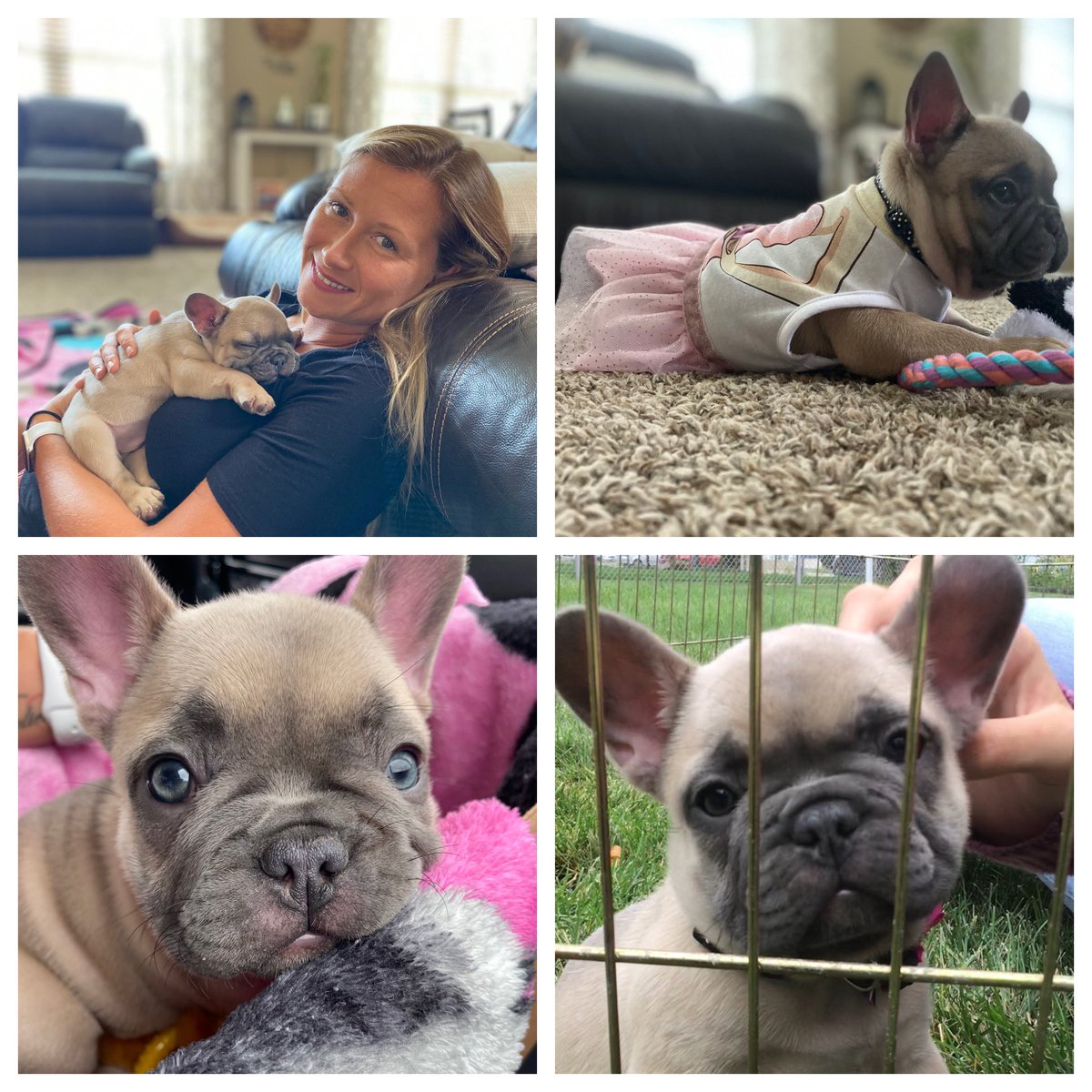 NSmith12208's tweet photo. Everyone, meet “Millie Jae Smith!” She is 8 wks old &amp; named after the girls 99 yr old Great Grandma, Mildred Jercha, whom the girls love more than words can explain. We are over the moon! #adventuresofabulldog #frenchie @BrodnickiSchool @LyleDragons https://t.co/Z4MJ0kyNcv
