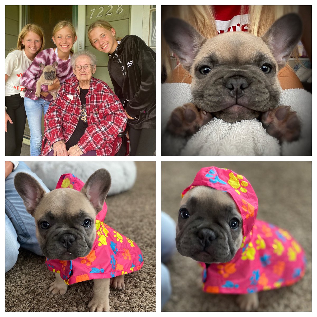 NSmith12208's tweet photo. Everyone, meet “Millie Jae Smith!” She is 8 wks old &amp; named after the girls 99 yr old Great Grandma, Mildred Jercha, whom the girls love more than words can explain. We are over the moon! #adventuresofabulldog #frenchie @BrodnickiSchool @LyleDragons https://t.co/Z4MJ0kyNcv