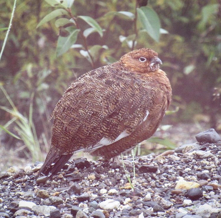 jatmasphere's tweet photo. For day 5 of the ten days of birds challenge, I have a Willow Ptarmigan for y’all! Thank goodness our tour guide in Denali was a birder that day, I’d never have seen it whizzing by while on a bus! https://t.co/2kyDIAFEXb