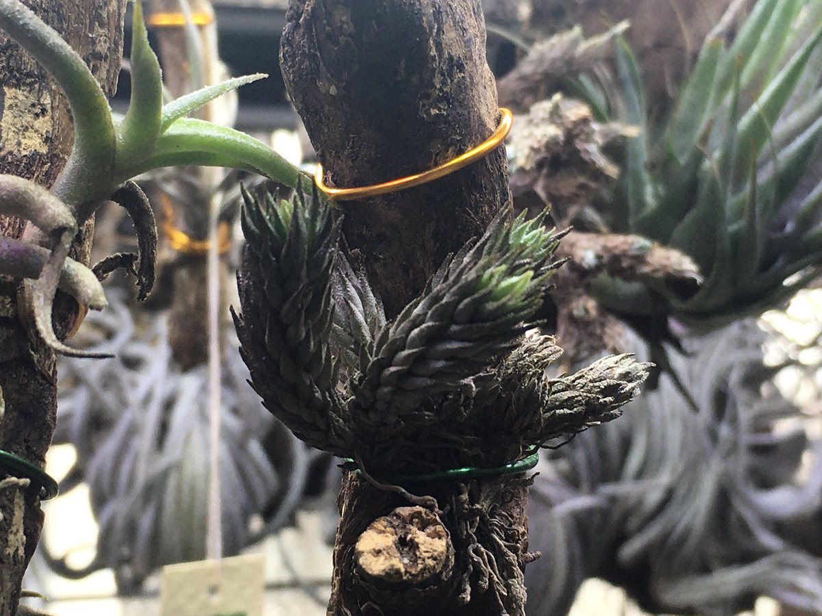 お得セット Tillandsia hirta forma minor HR その① zppsu.edu.ph