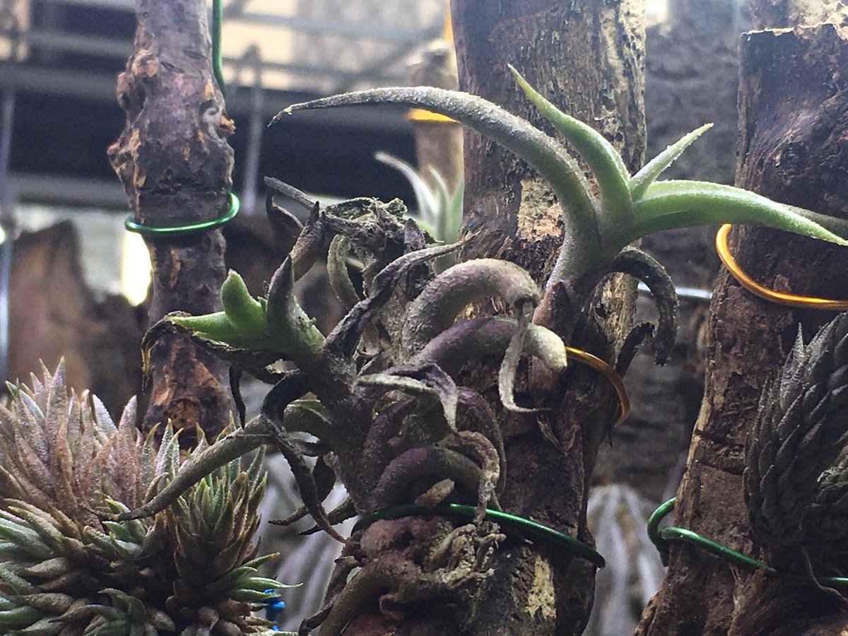 ささやかな幸せ。。。 Tillandsia hirta Tillandsia hirta minor