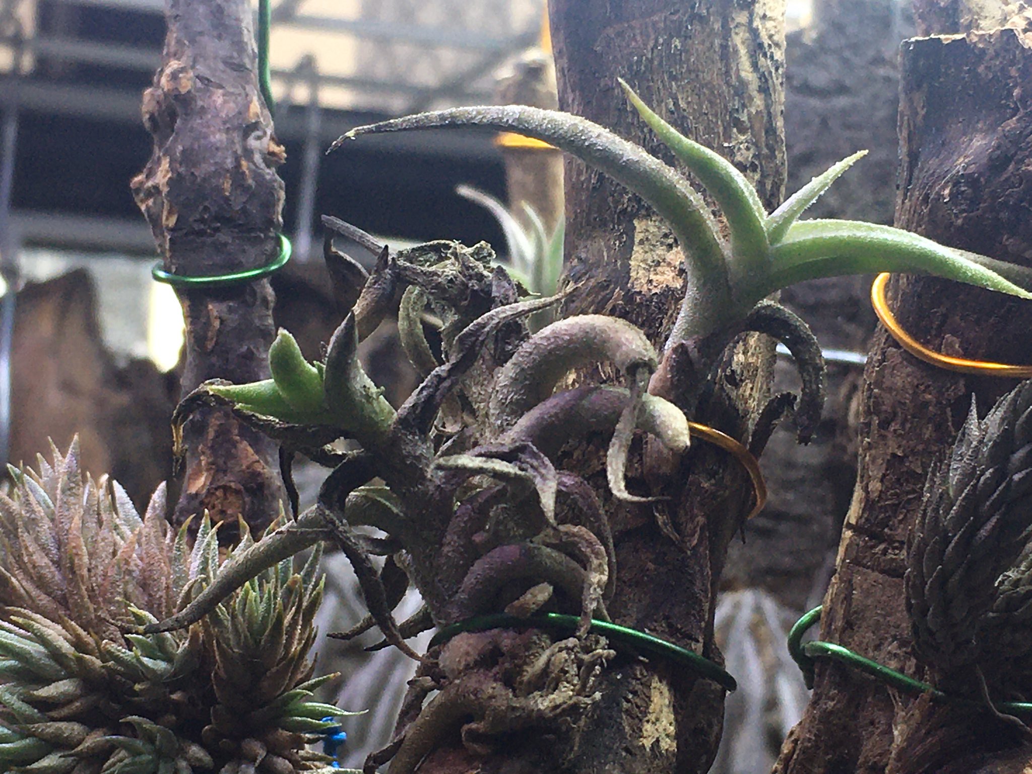 おすすめ Tillandsia hirta forma minor HR インテリア・住まい・小物 ...