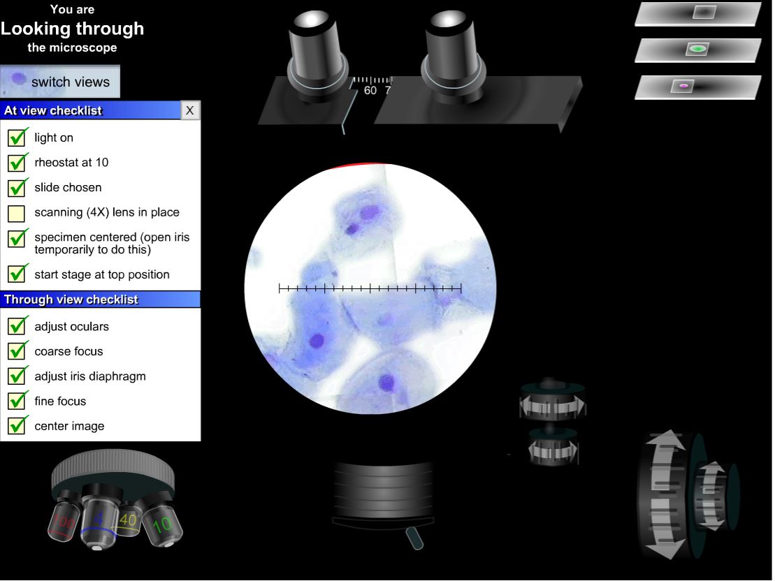 GatorMike11's tweet image. @ProfHudspeth #MicroscopeLab #ExtraCredit These are digital photos from a simulated program that teaches student how to use a light microscope. On the left are bacteria capsules at 40x magnification. On the right is a cheek swab at 40x magnification as well. #EducationDuringCOVID