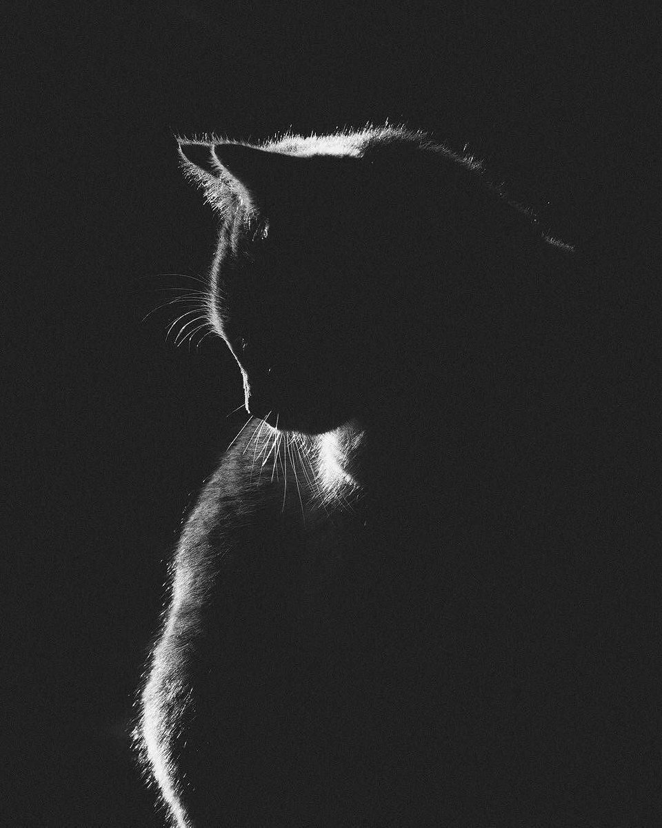 9GAG's tweet image. Meowjestic

📸 @shrivelings