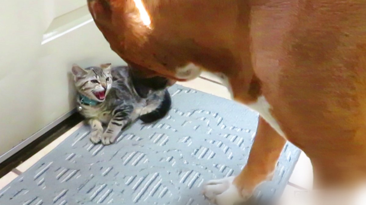 子猫と大型犬