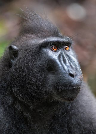 Selfie de macaco vira alvo de disputa sobre direitos autorais