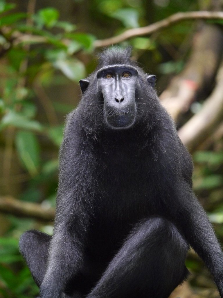 Selfie de macaco vira alvo de disputa sobre direitos autorais