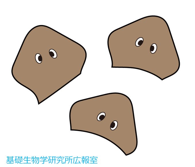 プラナリアのtwitterイラスト検索結果 プラナリアのtwitterイラスト検索結果
