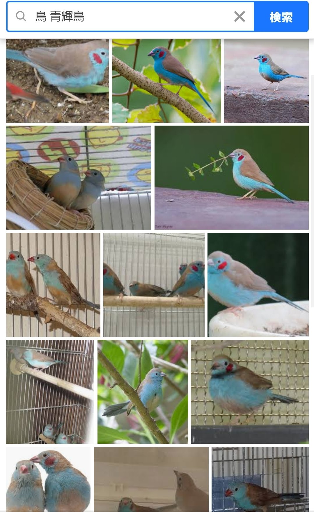 みにゃん Mahmkk77 コメント失礼します 独自に調べてみたら青輝鳥 セイキチョウ という鳥が出てきました Raraさんの画像と同じ種類の子かな と思います 綺麗でかわいいですね T Co Ueo1cyskyw Twitter