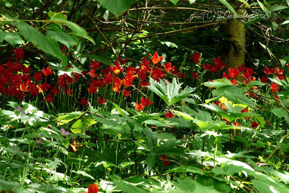 MercuryCards's tweet photo. Looking through my #JUNE #photooftheday . Loved seeing these late blooming tulips underplanted in woodland area of #Sheffield #botanical #gardens #Yorkshire #tulips @fobs @Yorkshire_Life @The_RHS https://t.co/cVBbGpOnex