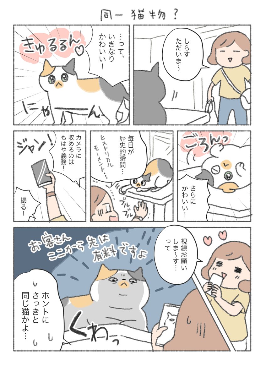 三毛猫しらす漫画

カメラ構えた途端、めちゃくちゃ菩薩顔orヤンキー顔になるのどうにかして。 