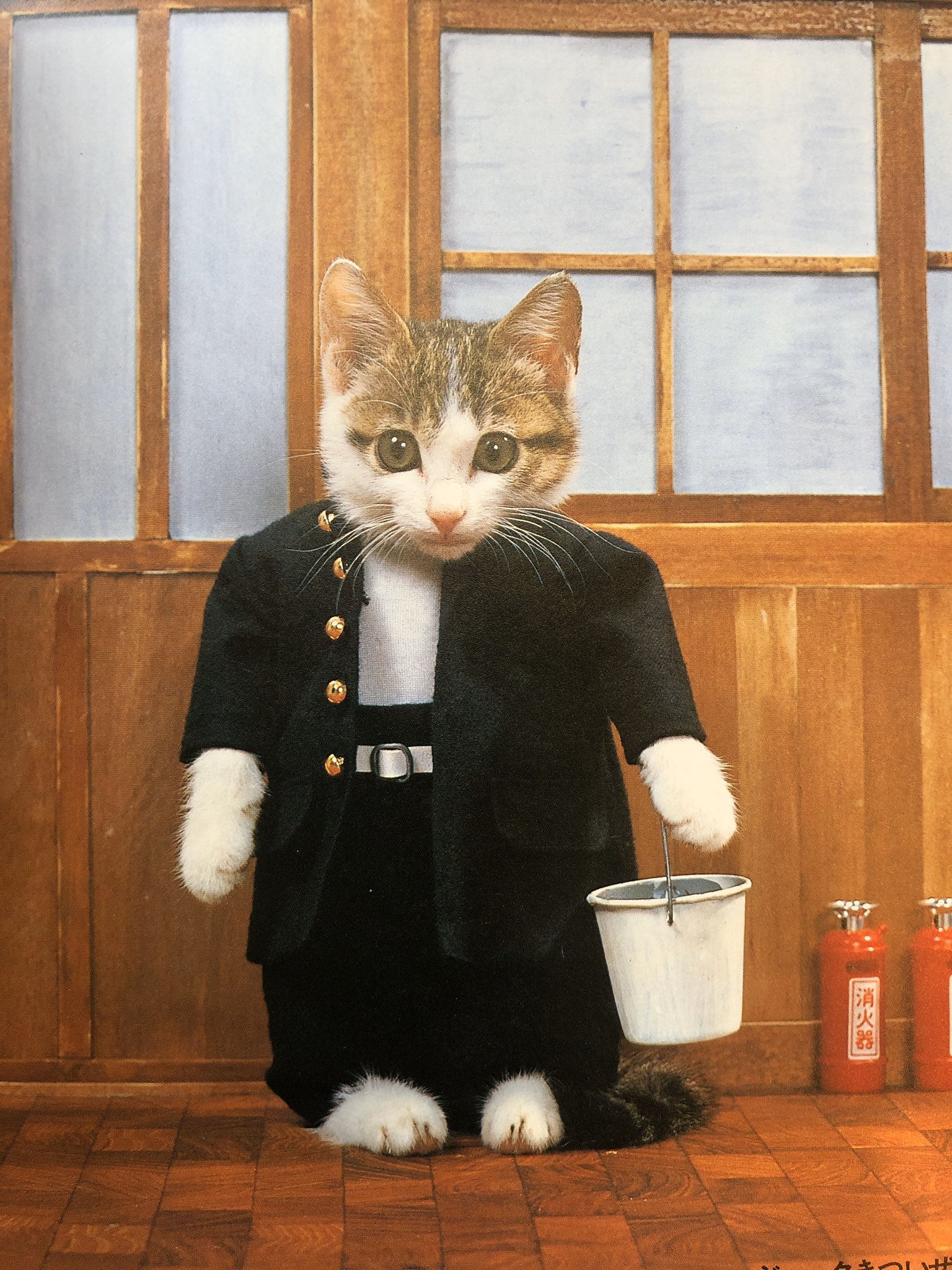 Solow なめ猫写真集を見て独特過ぎる世界観に震えている これが一部のマニア向けな形じゃなく 一大ブームを巻き起こした国って 今なら動物虐待とか言われるのだろう T Co Gnnvbwala5 Twitter
