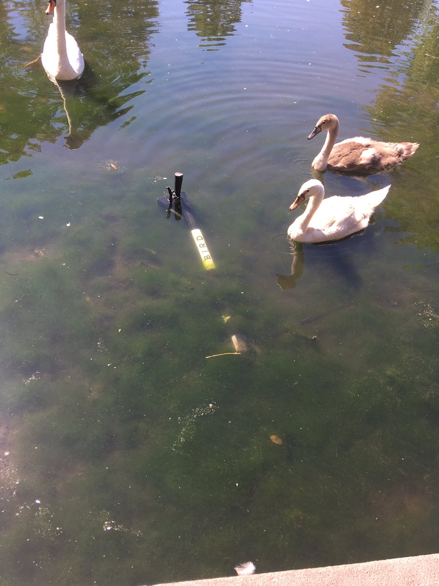 barbara pastore (@barba_pastore) on Twitter photo hallo <a href="/Duesseldorf/">Stadt Düsseldorf</a> , hier im volksgarten liegt ein e-roller im teich!
könnt ihr euch kümmern?
(nähe kita im volksgarten) hallo <a href="/Duesseldorf/">Stadt Düsseldorf</a> , hier im volksgarten liegt ein e-roller im teich!
könnt ihr euch kümmern?
(nähe kita im volksgarten)