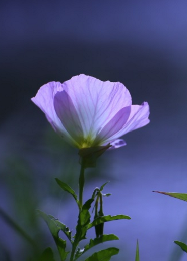 切ない花言葉 月見草 夜に咲き誇り翌朝にはしぼんでしまう儚い花 花言葉は 打ち明けられない恋 これは夜にひっそりと咲くことから生まれた花言葉です