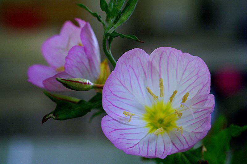 切ない花言葉 月見草 夜に咲き誇り翌朝にはしぼんでしまう儚い花 花言葉は 打ち明けられない恋 これは夜にひっそりと咲くことから生まれた花言葉です